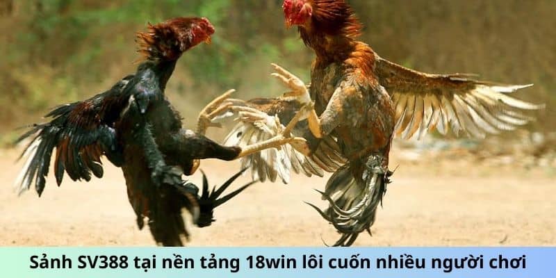 Đá Gà 18win - Trực Tiếp Chọi Kê, Tận Hưởng Cảm Xúc Thăng Hoa